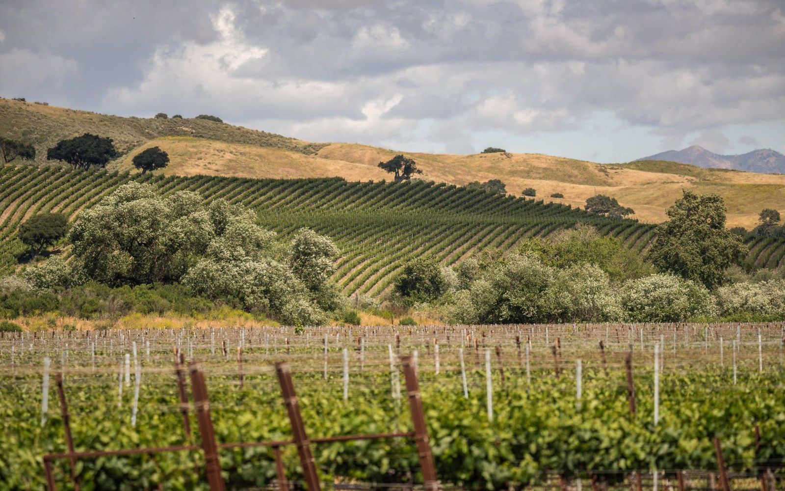 Ballard Canyon vineyard block, vine rows running away toward the canyon wall, midday California light
